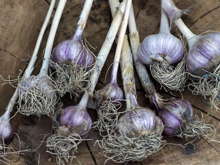 Meine Ernte Knoblauch Anbauen Pflegen Ernten Und Lagern