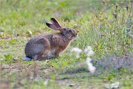 Meine Ernte Hase Kaninchen Wuhlmaus Und Maulwurf