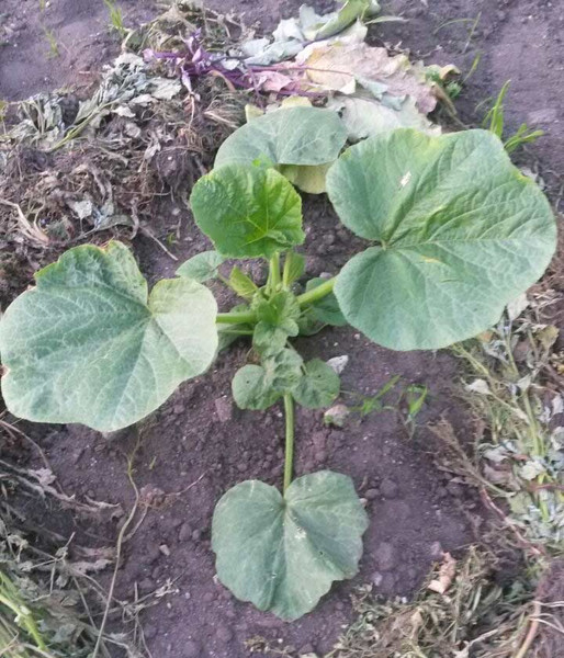 Meine ernte: Kürbis anbauen, pflegen, ernten und lagern