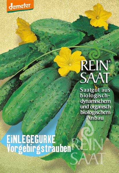 meine ernte gurken anbauen pflegen ernten und lagern