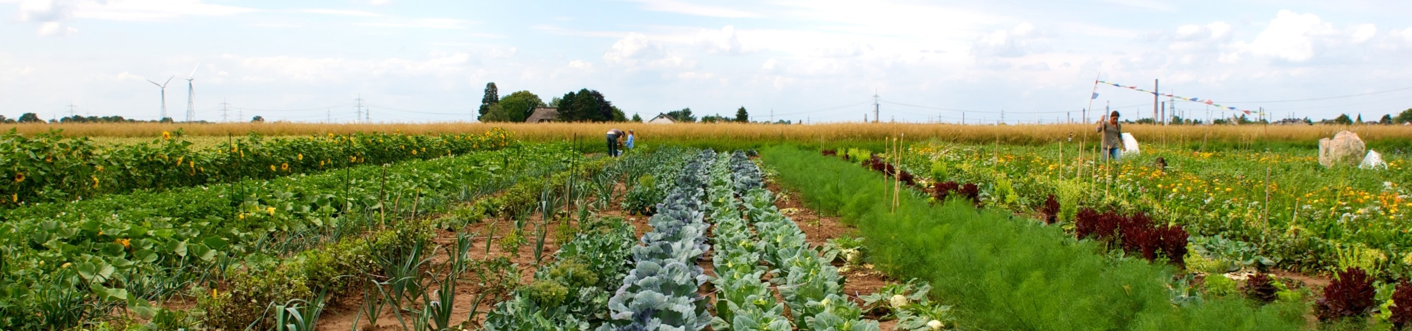 meine ernte Miete deinen Gemüsegarten in Bornheim