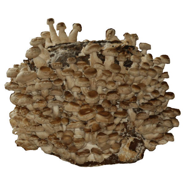 Bio Shiitakekultur ca. 2kg – Bild 4